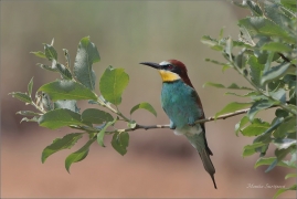 <p>VLHA PESTRÁ (Merops apiaster) střední Čechy ----- /European bee-eater - Bienenfresser/</p>